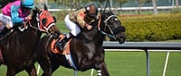 Horse Race
